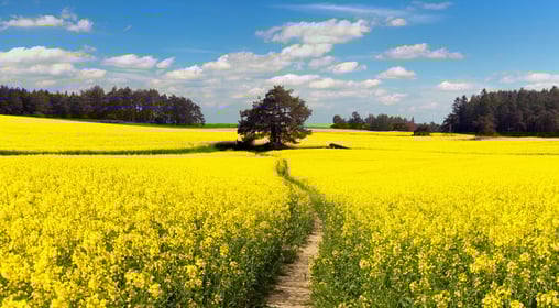 Field in Bloom