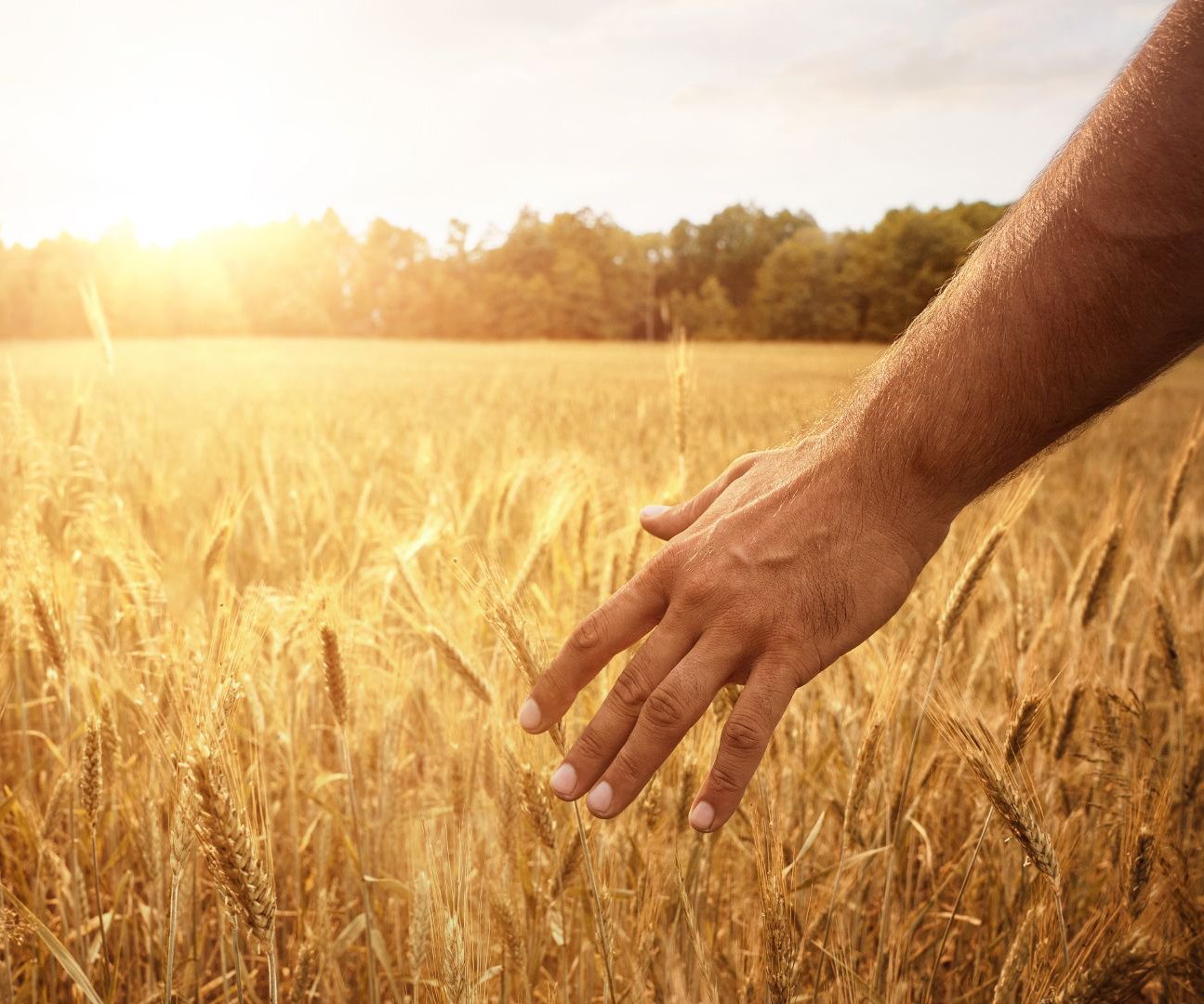 Sunny Field vertical