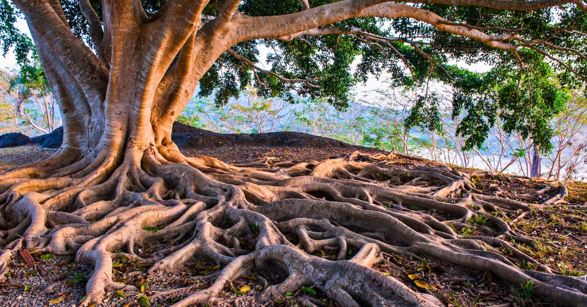 Quality: The Root of Supply Chain and Operational Excellence